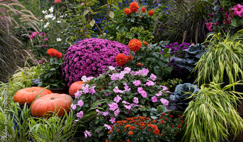 Vibrant autumn garden display filled with Japanese Forest Grass, purple mums, orange dahlias, pink impatiens, ornamental grasses, cinderella pumpkins and colorful foliage in a lush layered landscape.