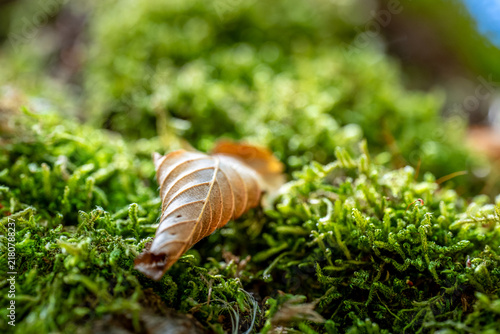 Fallen Leaf on Lush Moss
