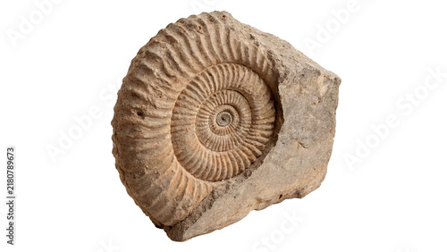 Картината върху платно Fossilized prehistoric spiral ammonite shell detailed ancient organic rock artif