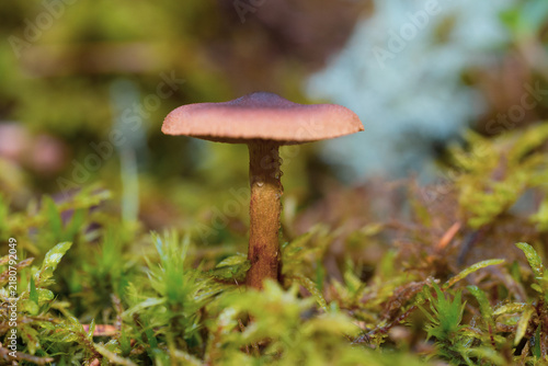 Фотография Single brown wild mushroom growing among green moss on a damp forest floor with