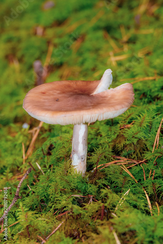 Obraz na płótnie Single brown wild mushroom with exposed white gills growing in lush green moss o