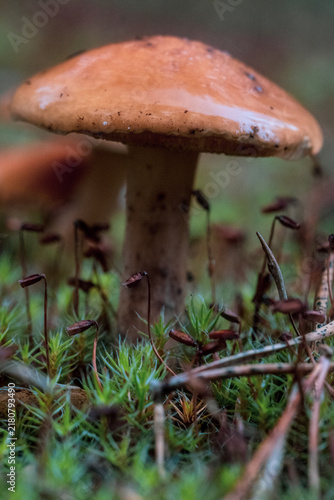 Obraz na płótnie Close-up of a wet orange brown wild mushroom growing among green moss on a damp