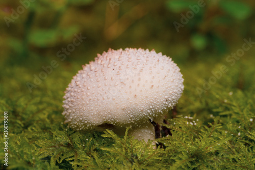 Foto Single white puffball mushroom with a spiny textured surface growing in lush gre