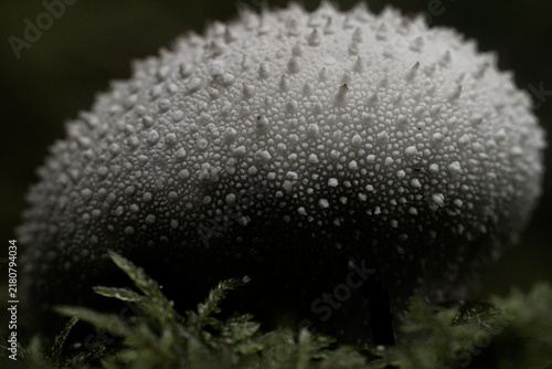 Extreme macro close-up of a white puffball mushroom showing its dense spiny surface texture in a dark forest setting