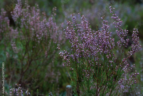 Photography Purple flowering common heather growing in a natural forest habitat with soft gr