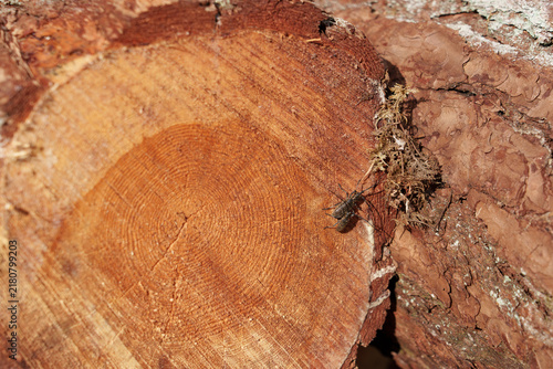 Konstfotografi Longhorn beetles Cerambycidae mating on pine logs on a bright sunny day