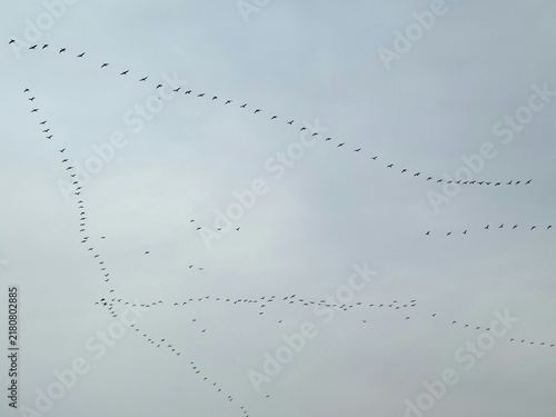 Cuadro en lienzo Large Flock of Migratory Birds Flying in Formation Across the Sky