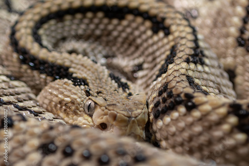 Foto Beautiful coiled northwestern rattlesnake.