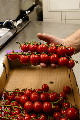 Chef hand holding fresh red cherry tomatoes on vine