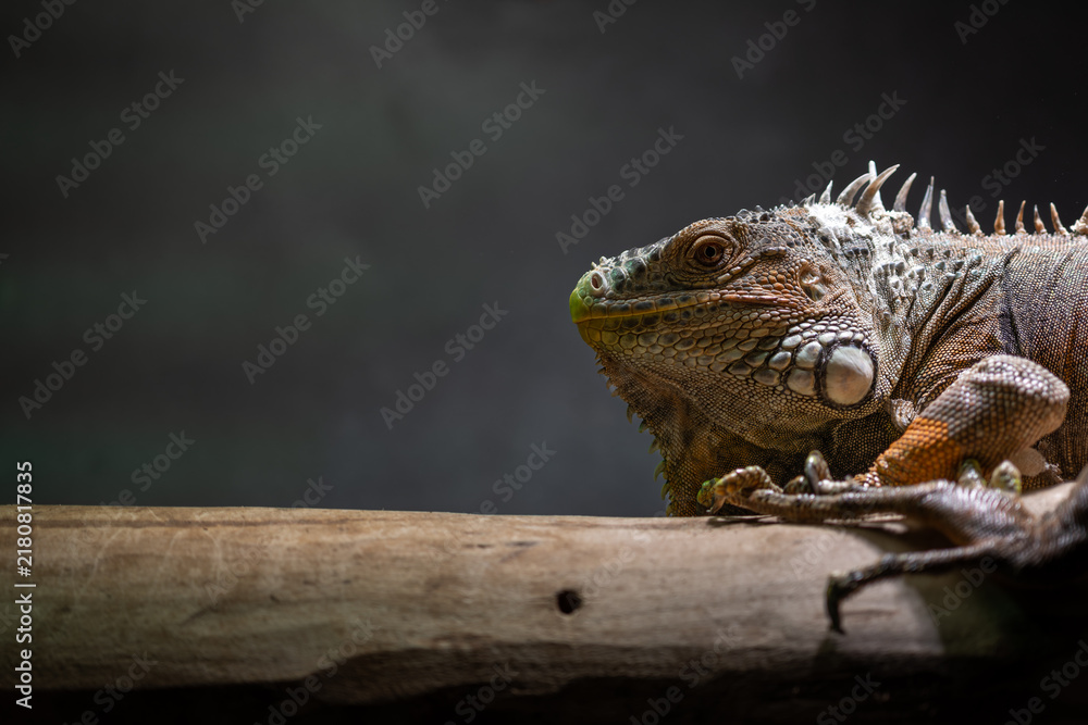 Fototapeta premium Close-up of a green iguana head on a barkless log in a terrarium.