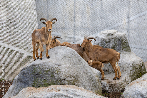 The Tatra Chamois - a symbol of the Polish Tatra Mountains