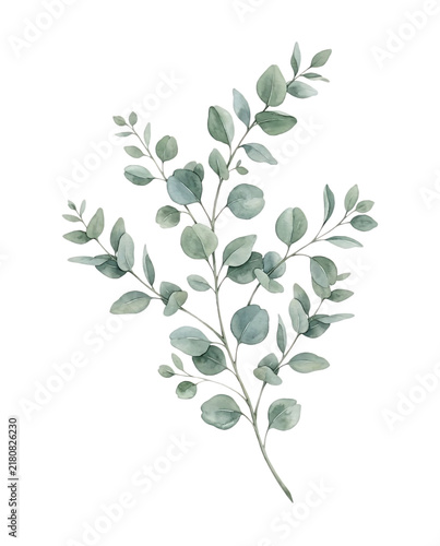 Watercolor Eucalyptus Branch with Green Leaves Botanical Foliage Element