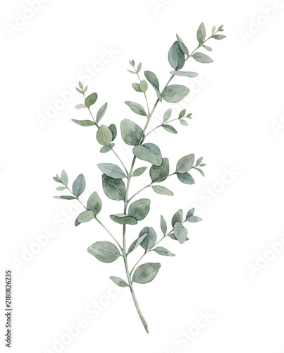 Watercolor Eucalyptus Branch with Green Leaves Botanical Foliage Element