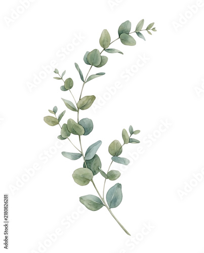 Watercolor Eucalyptus Branch with Green Leaves Botanical Foliage Element