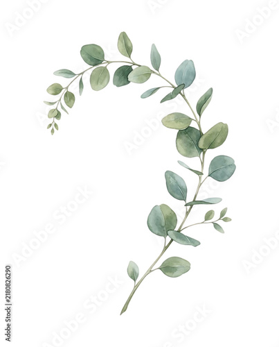 Watercolor Eucalyptus Branch with Green Leaves Botanical Foliage Element