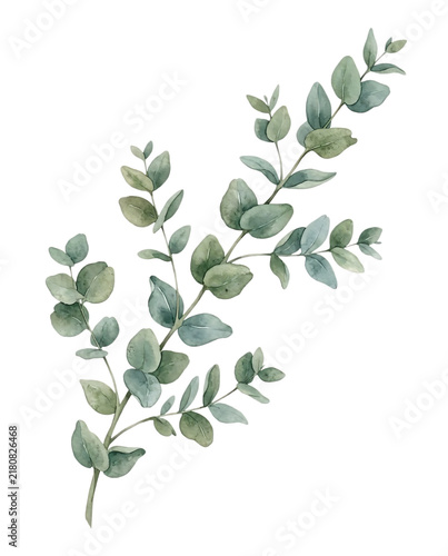 Watercolor Eucalyptus Branch with Green Leaves Botanical Foliage Element