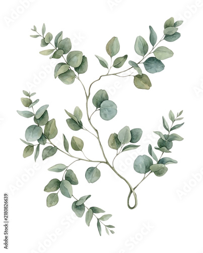 Watercolor Eucalyptus Branch with Green Leaves Botanical Foliage Element