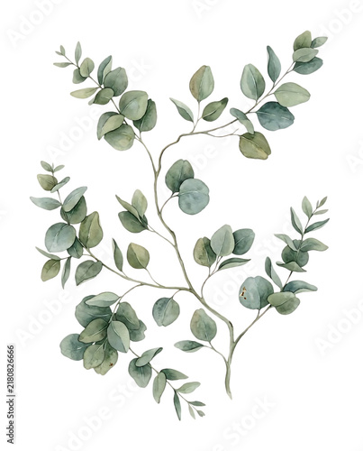 Watercolor Eucalyptus Branch with Green Leaves Botanical Foliage Element
