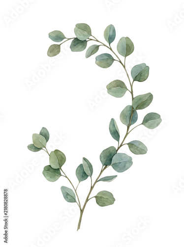 Watercolor Eucalyptus Leaf Branch with Soft Green Botanical Foliage