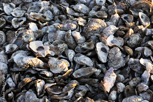 Oyster Shells Scattered on the Ground in Gulf Shores Alabama Harbor During a Warm Afternoon