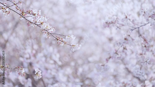 満開の桜　春イメージ