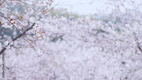 満開の桜　春イメージ
