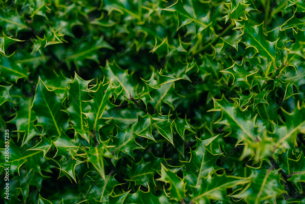 Obraz premium Dense spiny evergreen foliage resembling holly or holly olive, with glossy dark green leaves - 4 September 2026.