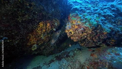 Deeo diving - Forkbeard fish 45 meters depth