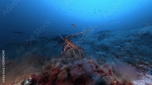 Nature underwater - Lobstar walks at the seabed