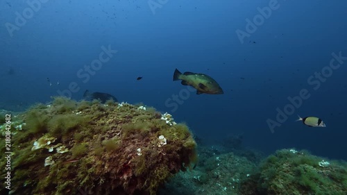 Fish underwater - Groupers in blue sea waters