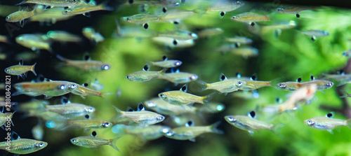 Foto Close-Up of Silver Fish Swimming in a School