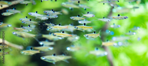 Quadro su tela Close-Up of Silver Fish Swimming in a School