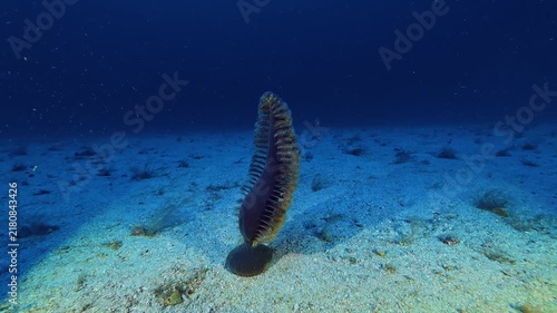 Black sea pen in deep sea waters - Scuba diving in Majorca