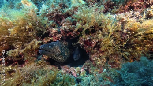 Wildlife undersea  Two moray eel in a little hole