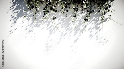 Lush green climbing plants cascade downwards, creating intriguing, elongated shadows on a bright white wall bathed in natural sunlight.