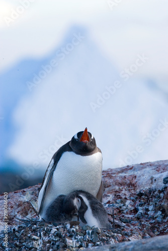 Adult gentoo penguin while two gray chicks huddle together
