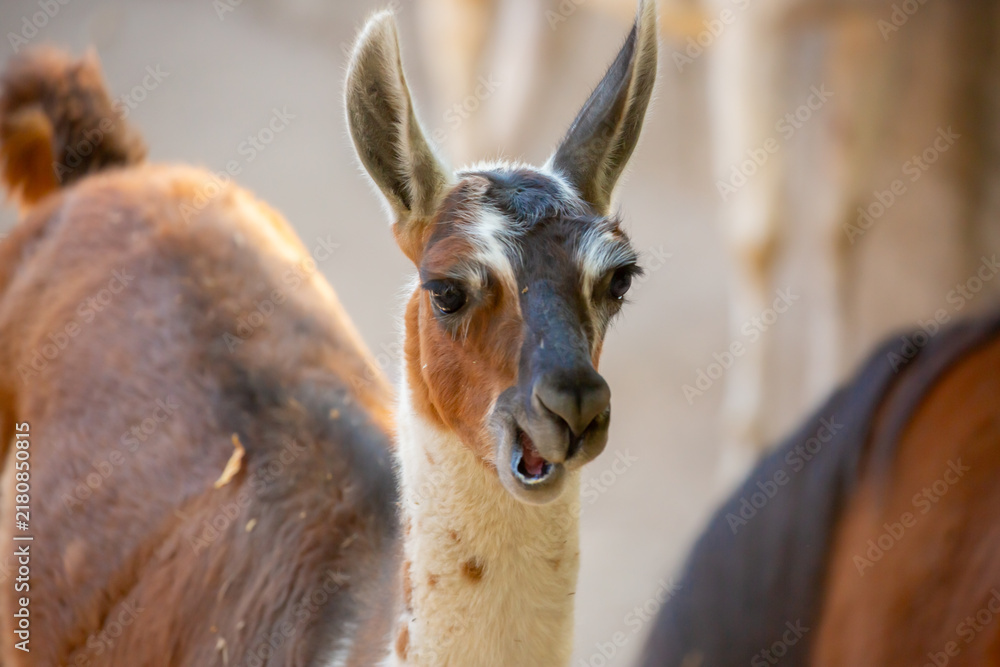 Fototapeta premium Llama close-up. Portrait of a colorful llama.