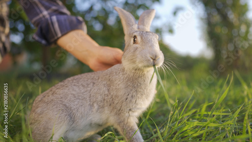 Foto A rabbit sits in the grass while a hand gently pets the rabbit