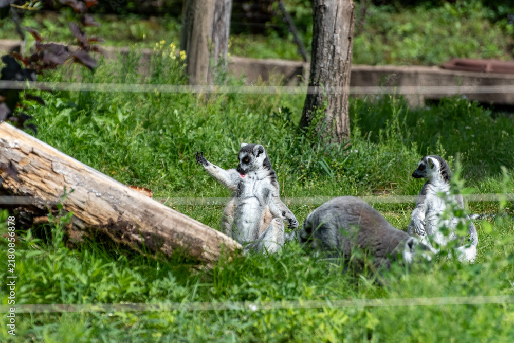 Obraz premium Ring-tailed lemurs outdoors in zoo enclosure setting
