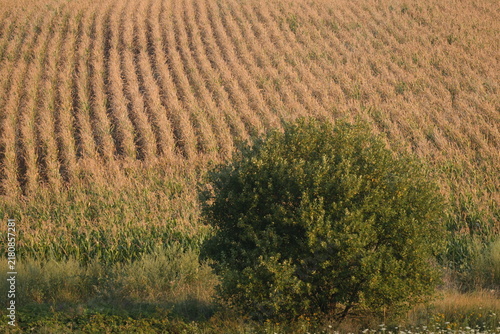 Принти на полотні Rows of tasseling maize on a hillside with a lone green tree in golden morning l