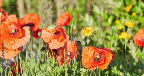 Vibrant orange poppies bloom in sunlit meadow. Bright yellow flowers dot background softly
