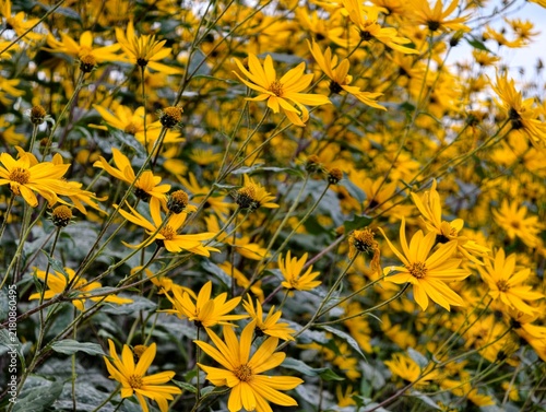 Принти на полотні A field with a bunch of yellow flowers