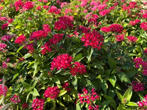 Vibrant clusters of bright red star-shaped flowers and lush green foliage of a flowering Egyptian starcluster (Pentas lanceolata) shrub thriving in a sunny garden landscape.