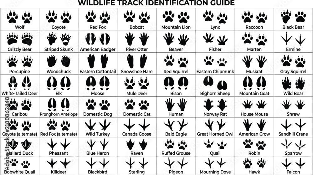 Obraz premium Wildlife track identification guide vector, animal footprint chart with 64 labeled species, black paw prints and bird tracks set