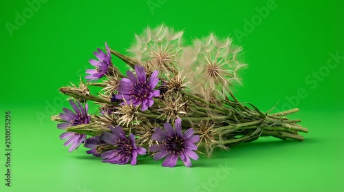 A vibrant bouquet of wild purple cornflowers isolated on a bright green background