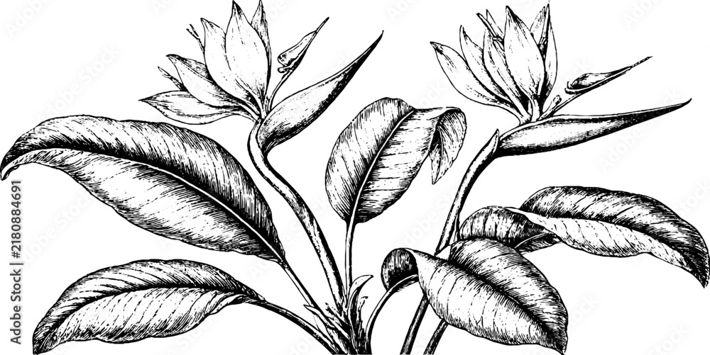 Naklejka premium Antique engraving of strelitzia plant with leaves and flowers for vintage botanical background and label design