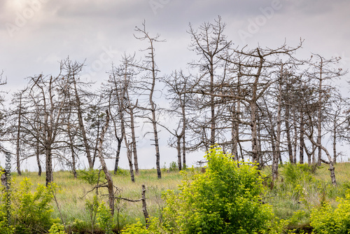 Foto Dead trees stand in a grassy field with vibrant green bushes growing in the fore