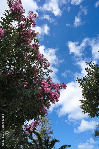 Flowering Oleander Tree Against a Blue Sky in Milazzo