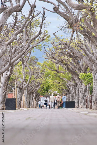 Tree-Lined Promenade in Milazzo, Sicily