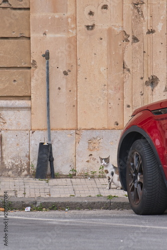 Small Cat by a Weathered Wall in Milazzo, Sicily